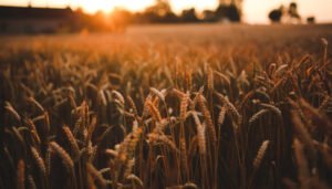 FIAGRO: como investir no agronegócio do Brasil com a tokenização!